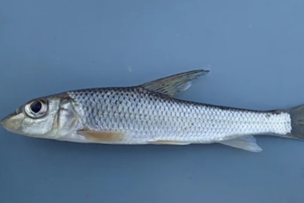 唇䱻是什么鱼?