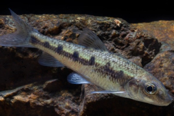 似䱻是什么鱼？