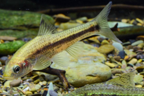 似䱻是什么鱼？