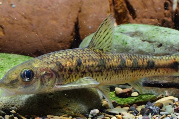 似䱻是什么鱼？