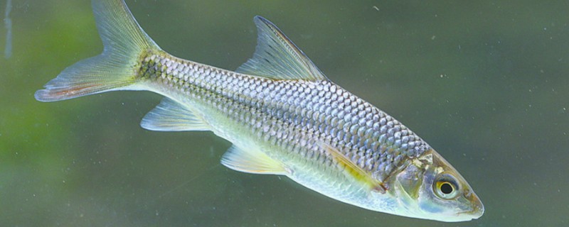 洞塘金线鲃是什么鱼？