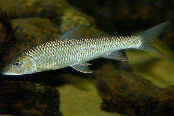洞塘金线鲃是什么鱼？