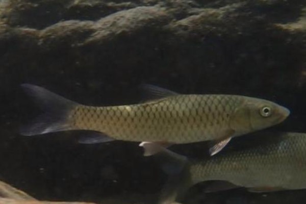 洞塘金线鲃是什么鱼？