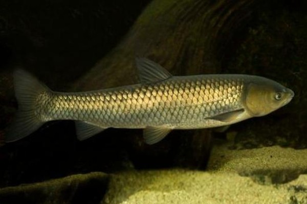 洞塘金线鲃是什么鱼？