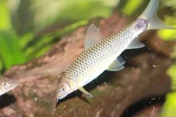 洞塘金线鲃是什么鱼？