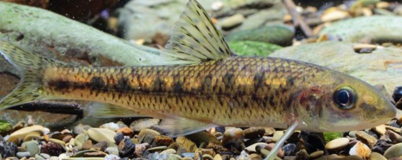 彭县似䱻是什么鱼？