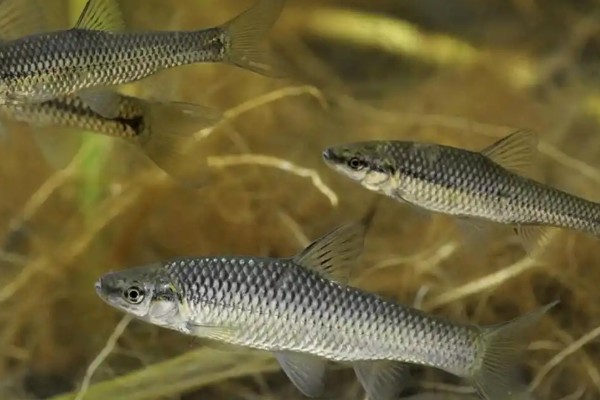 泗孟金线鲃是什么鱼?