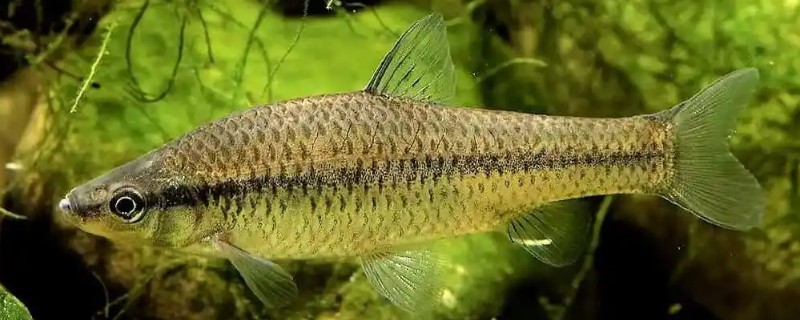 泗孟金线鲃是什么鱼?