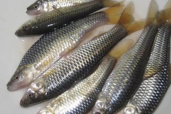 泗孟金线鲃是什么鱼?