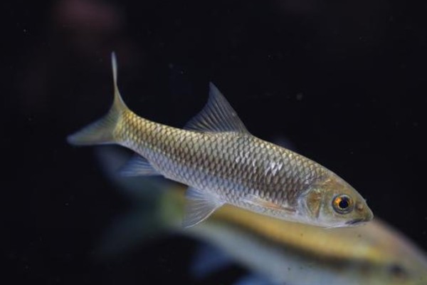 泗孟金线鲃是什么鱼?