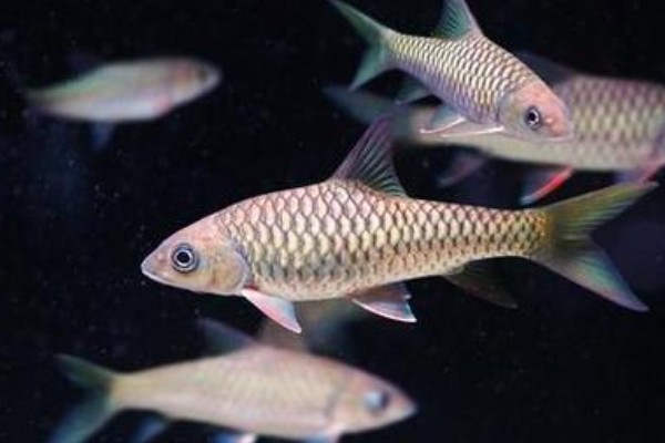 泗孟金线鲃是什么鱼?