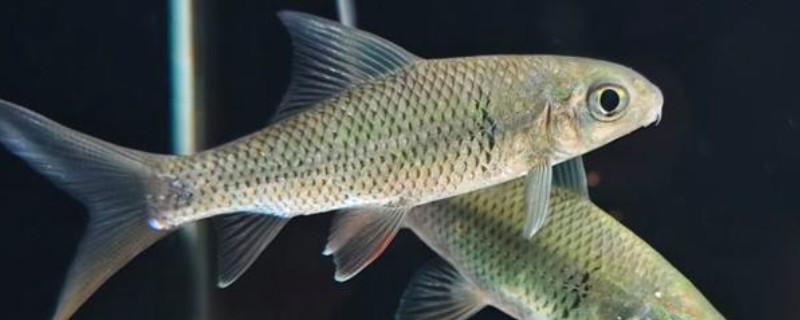 桂林金线鲃是什么鱼？