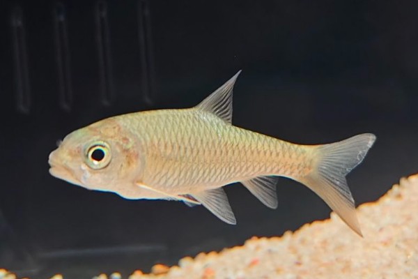 桂林金线鲃是什么鱼？