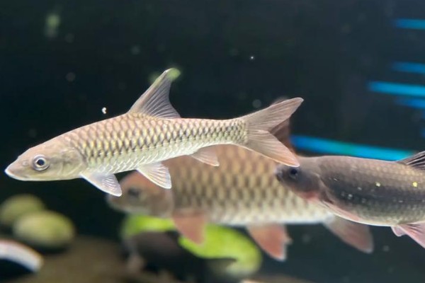 桂林金线鲃是什么鱼？