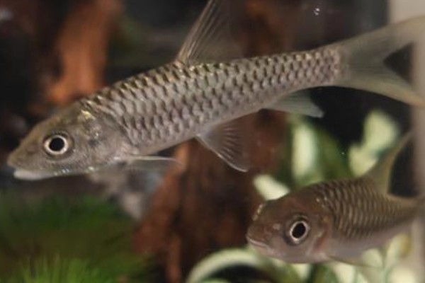 桂林金线鲃是什么鱼？