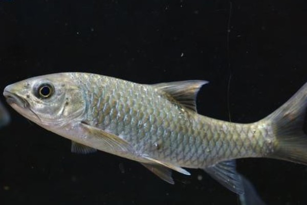 桂林金线鲃是什么鱼？
