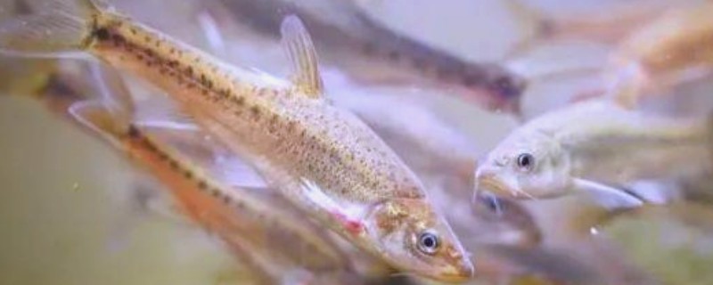 曲靖金线鲃是什么鱼？
