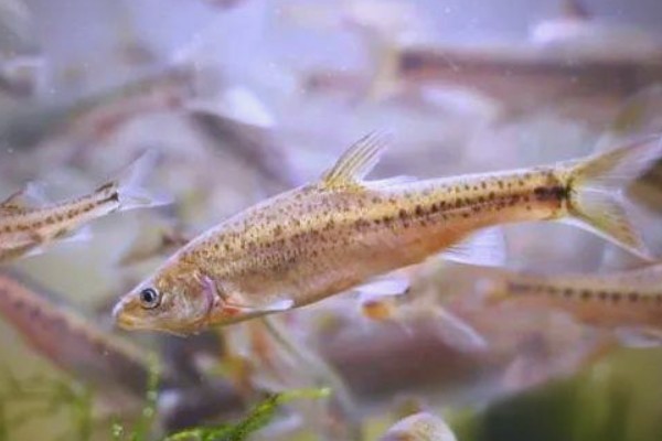曲靖金线鲃是什么鱼?