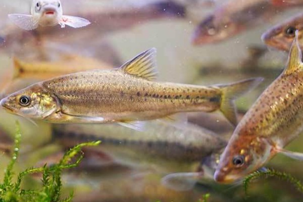 曲靖金线鲃是什么鱼?