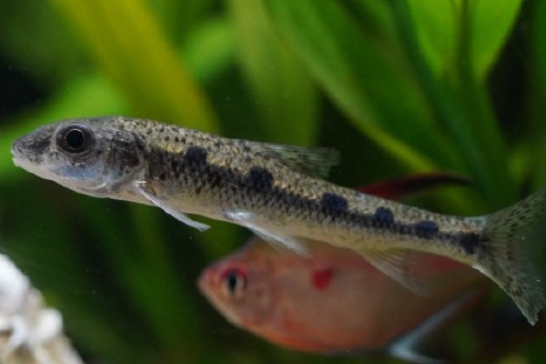 彭县似䱻是什么鱼？