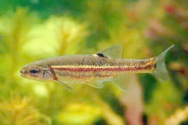 曲靖金线鲃是什么鱼?