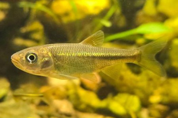 曲靖金线鲃是什么鱼?