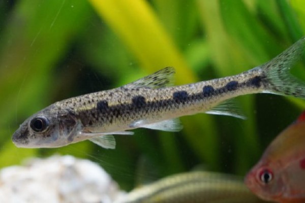 彭县似䱻是什么鱼？