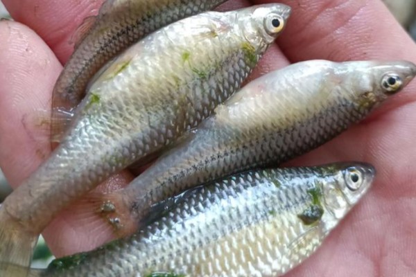 易门金线鲃是什么鱼?