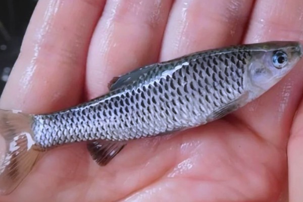 易门金线鲃是什么鱼?