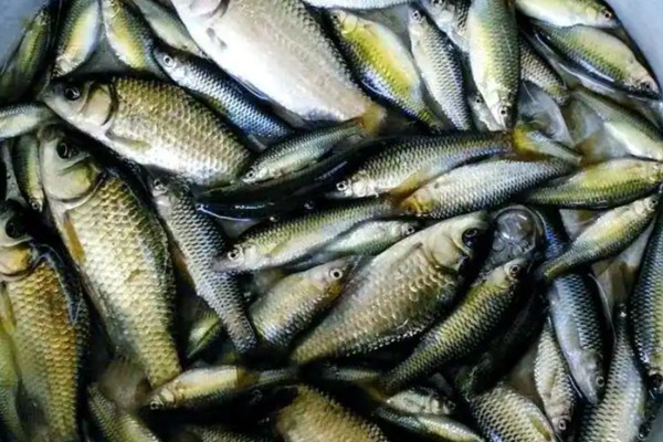 易门金线鲃是什么鱼?