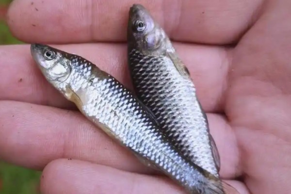 易门金线鲃是什么鱼?