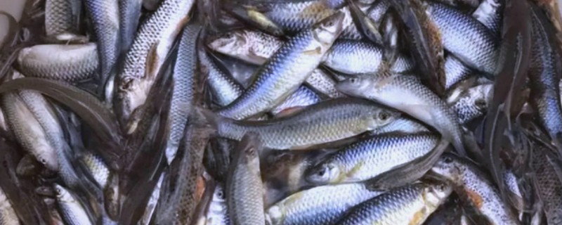 易门金线鲃是什么鱼？