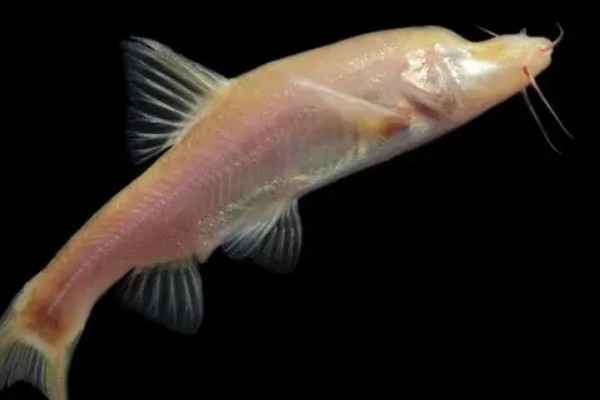 无眼金线鲃是什么鱼？