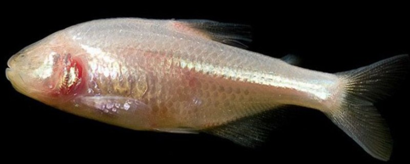 无眼金线鲃是什么鱼？