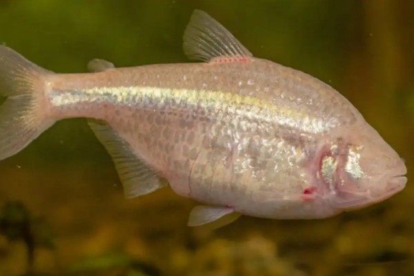 无眼金线鲃是什么鱼？