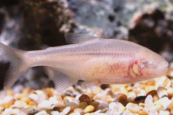 无眼金线鲃是什么鱼？