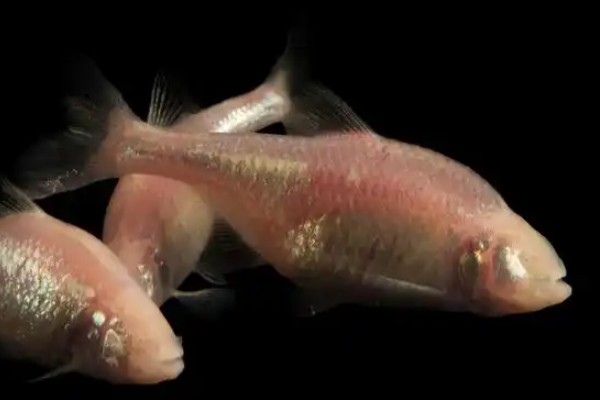 无眼金线鲃是什么鱼？