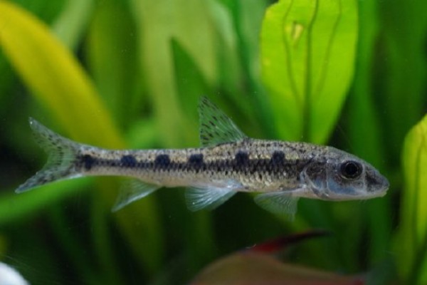 彭县似䱻是什么鱼？