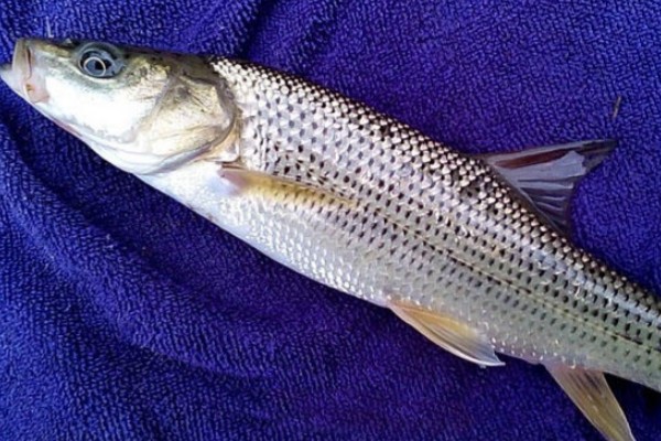 斑点金线鲃是什么鱼？