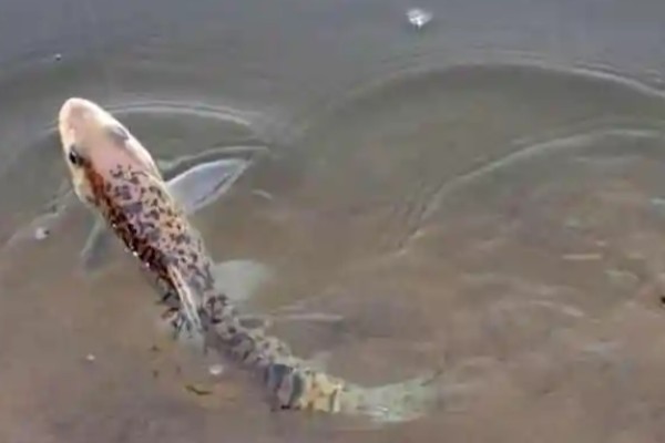 斑点金线鲃是什么鱼？