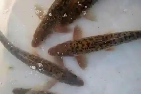 斑点金线鲃是什么鱼？