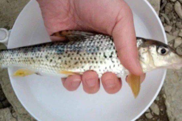 斑点金线鲃是什么鱼？