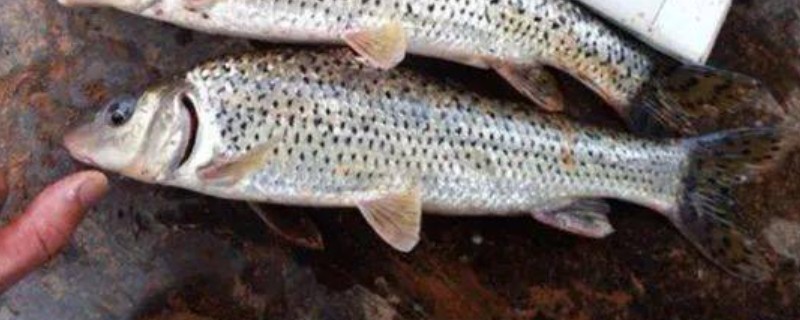 斑点金线鲃是什么鱼？
