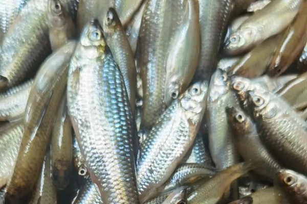 文山金线鲃是什么鱼？