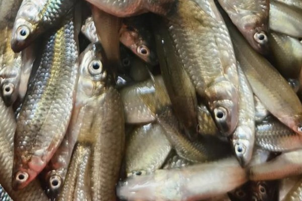 文山金线鲃是什么鱼？