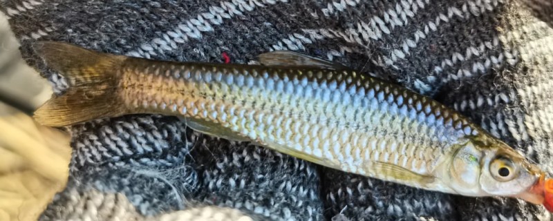 文山金线鲃是什么鱼？