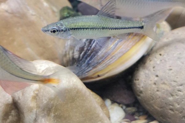 文山金线鲃是什么鱼？