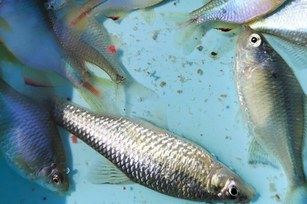 文山金线鲃是什么鱼？