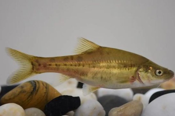 抚仙金线鲃是什么鱼？