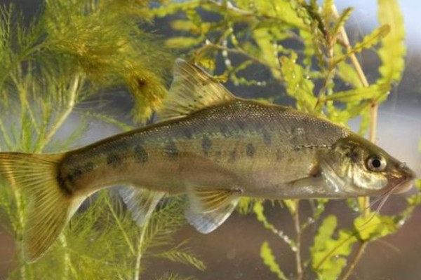 抚仙金线鲃是什么鱼？